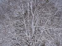 Teleblick zu mächtiger Baumgruppe frisch verschneit